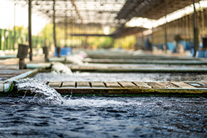 Groundwater-Img